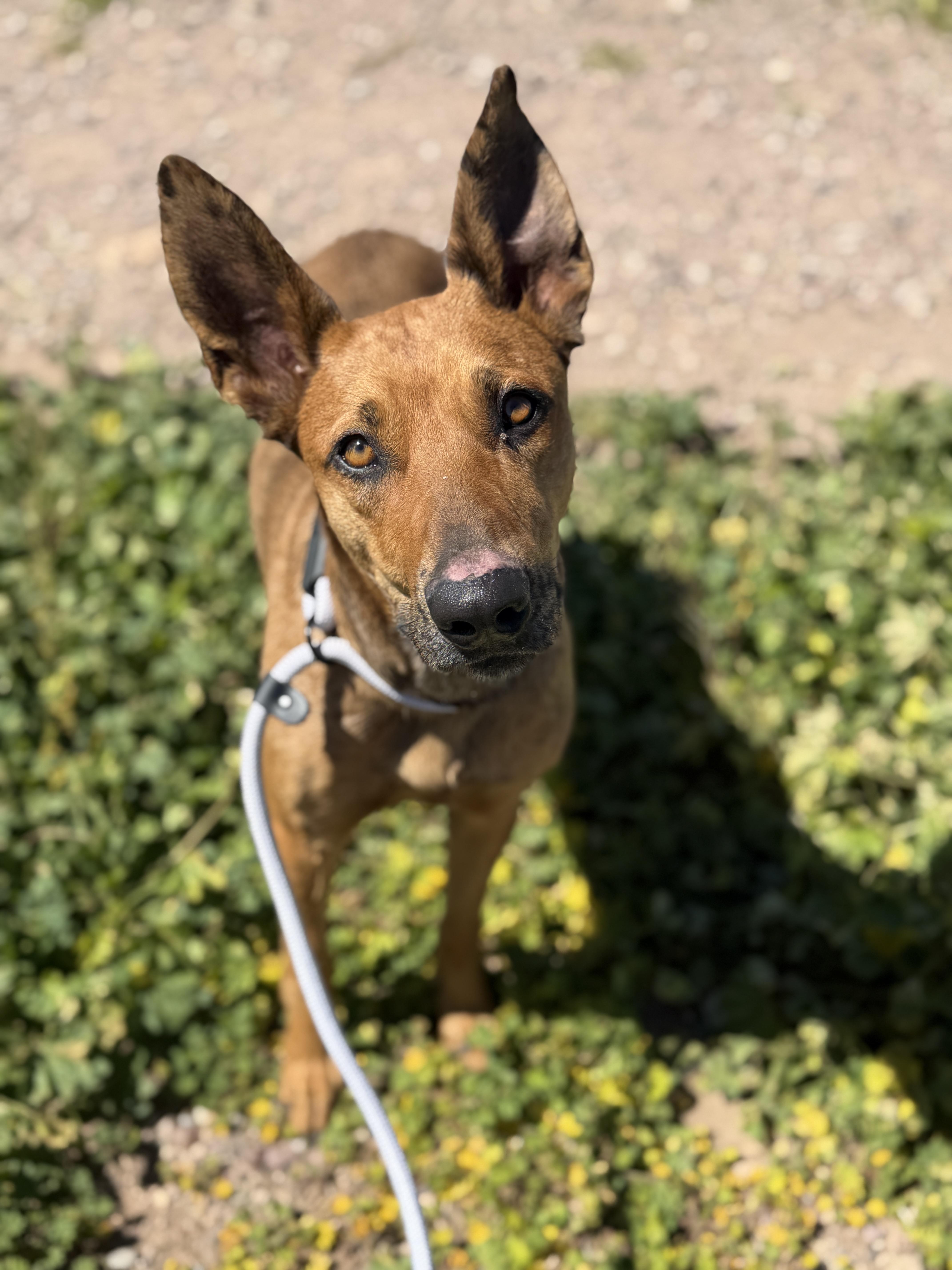 Precious, a ADOPTABLE Catahoula Leopard Dog in Sierra Vista, AZ image 4/5