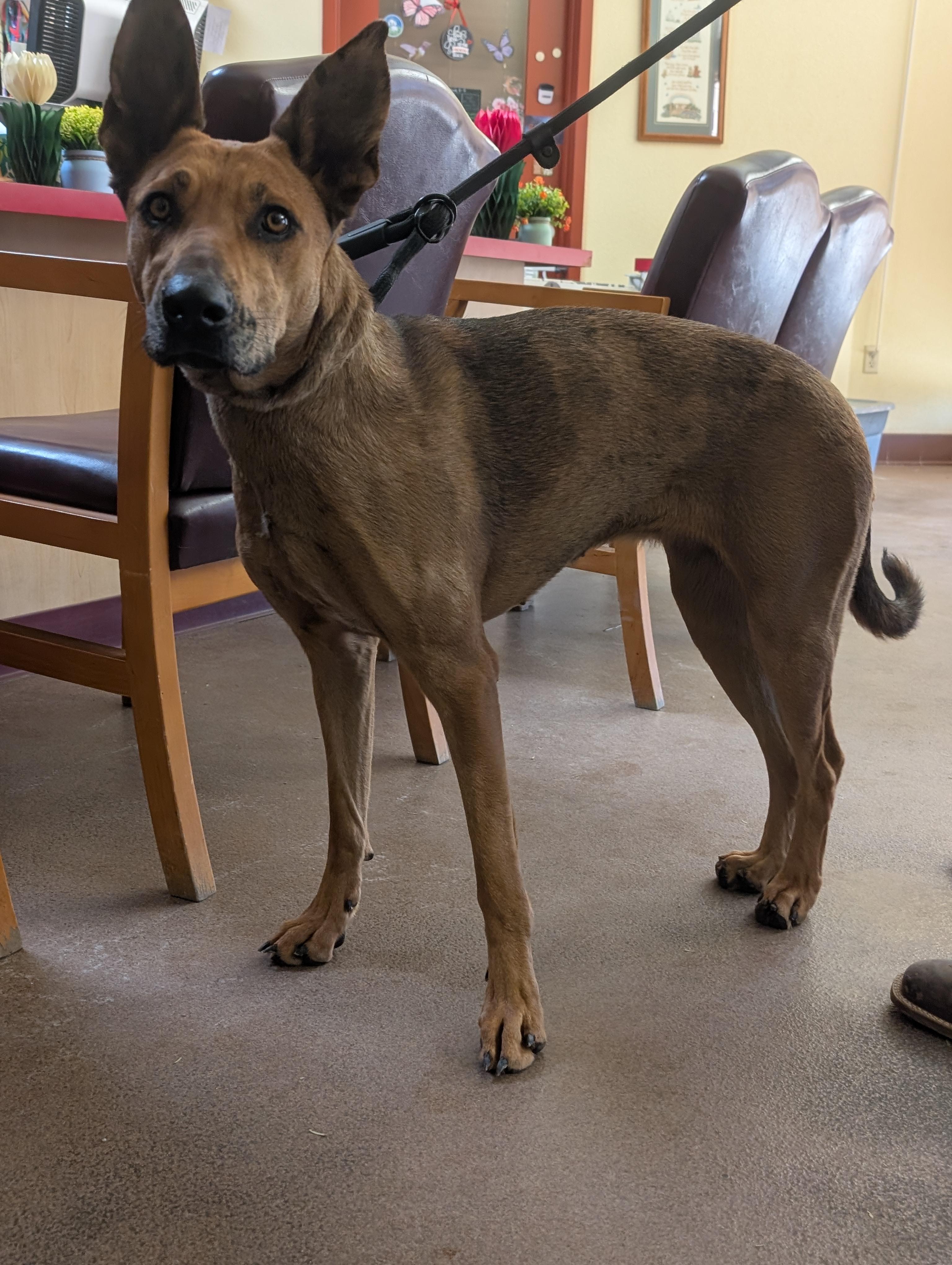 Precious, a ADOPTABLE Catahoula Leopard Dog in Sierra Vista, AZ image 2/5