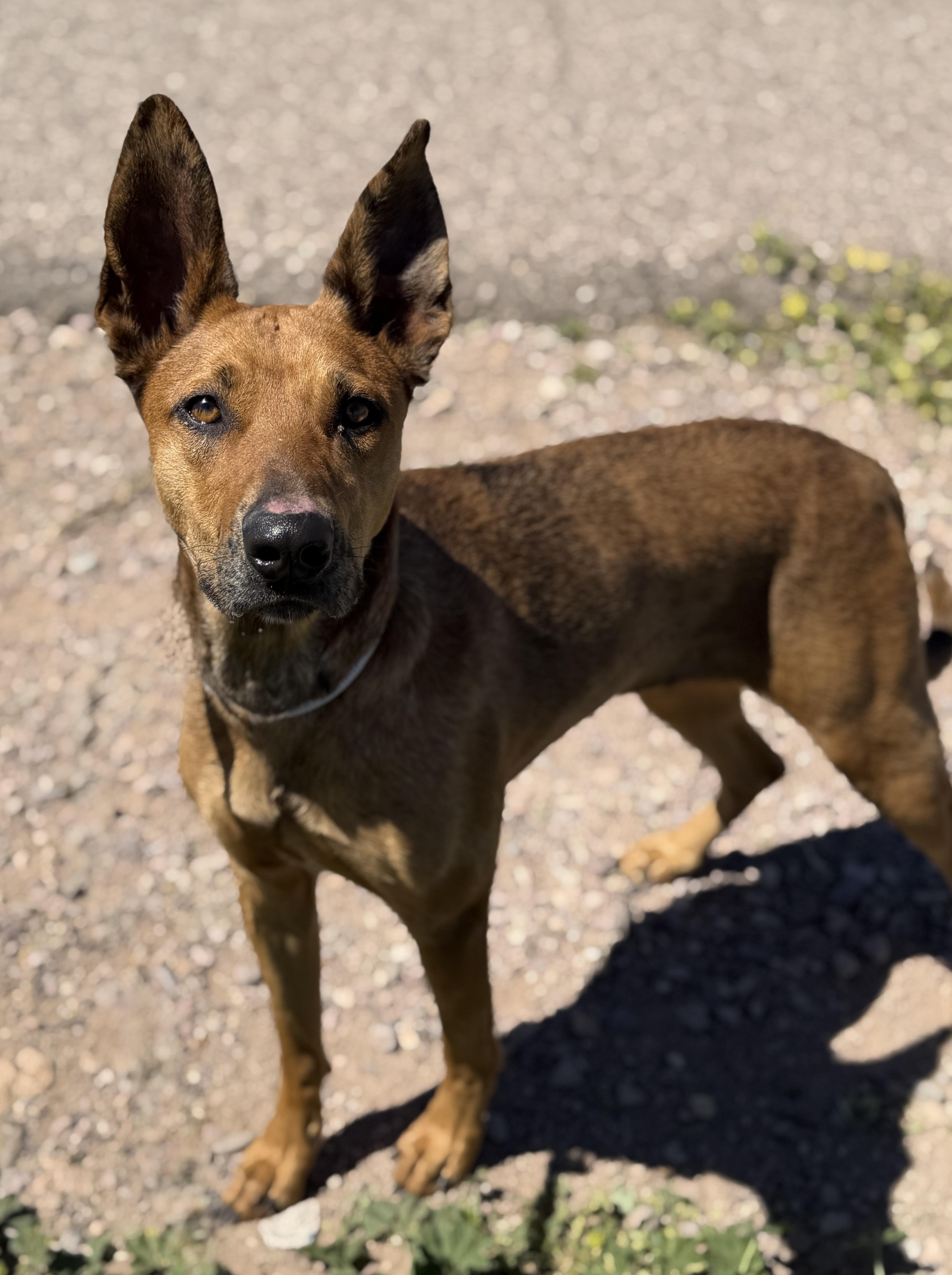 Precious, a ADOPTABLE Catahoula Leopard Dog in Sierra Vista, AZ image 3/5