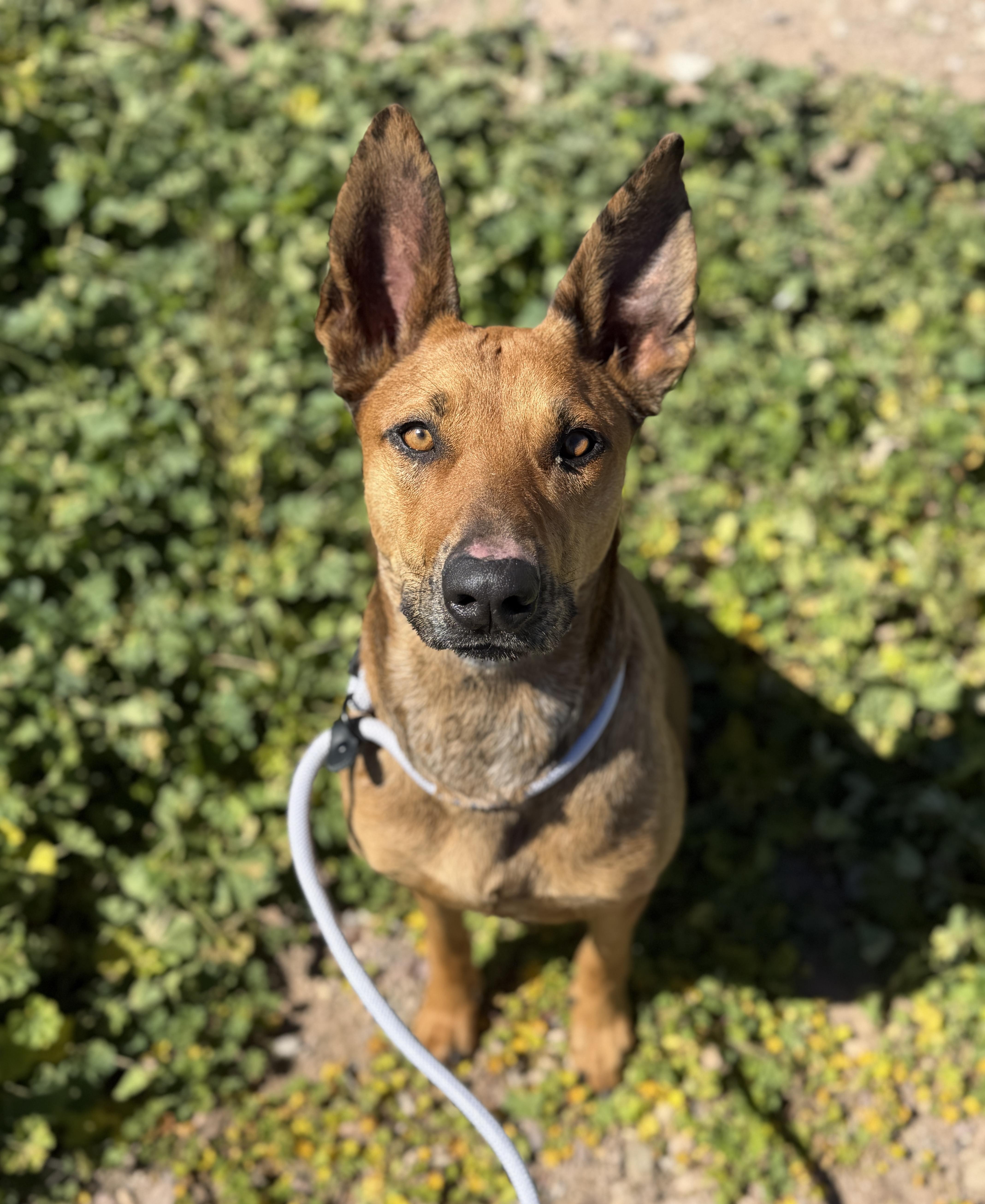 Precious, ADOPTABLE, Adult Female Catahoula Leopard Dog.
