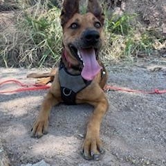 Precious, a ADOPTABLE Catahoula Leopard Dog in Sierra Vista, AZ image 5/5