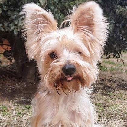 Kiwi, Adoptable, Adult Male Yorkshire Terrier.