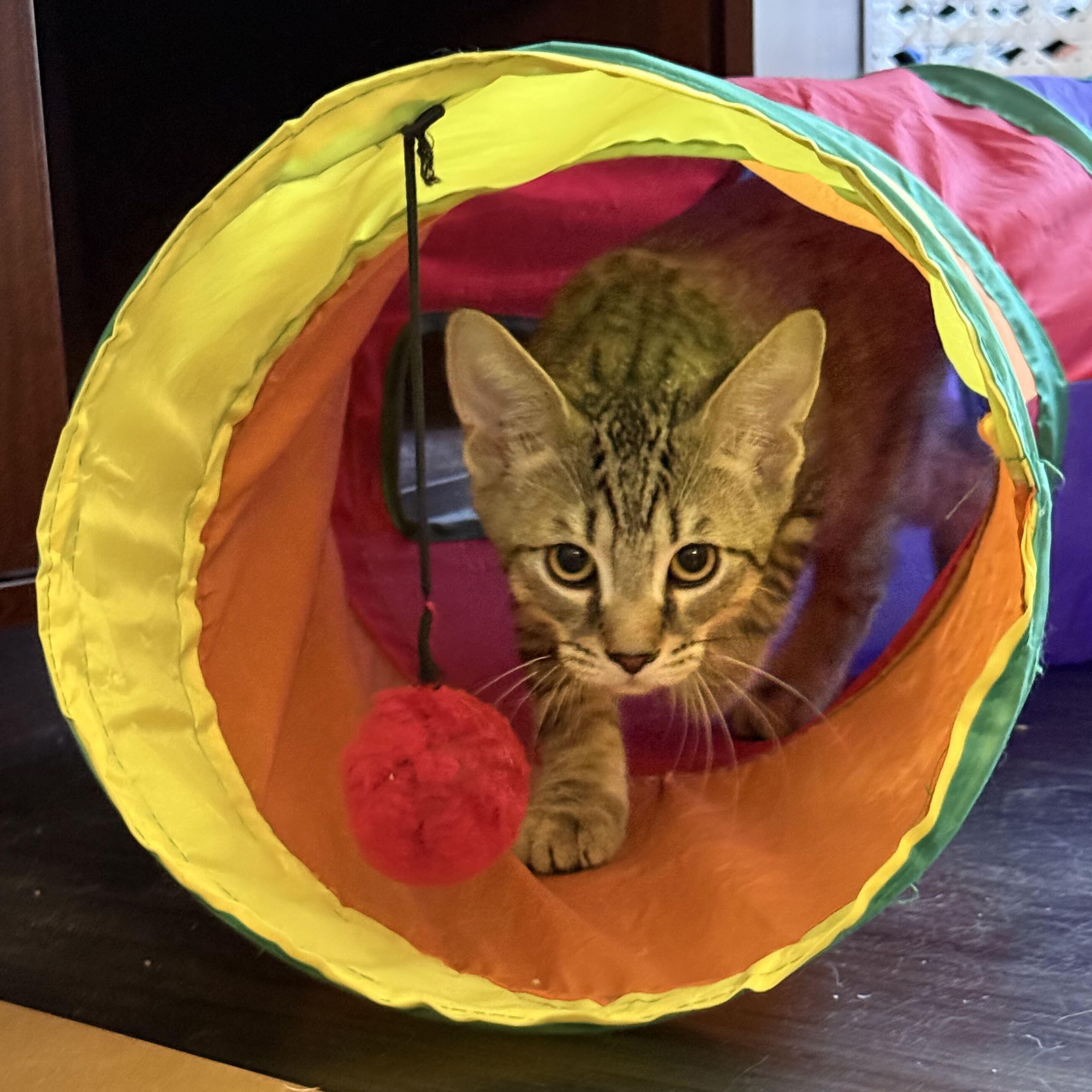 Deni & Taline, a Adoptable Domestic Short Hair in Waltham, MA image 4/6