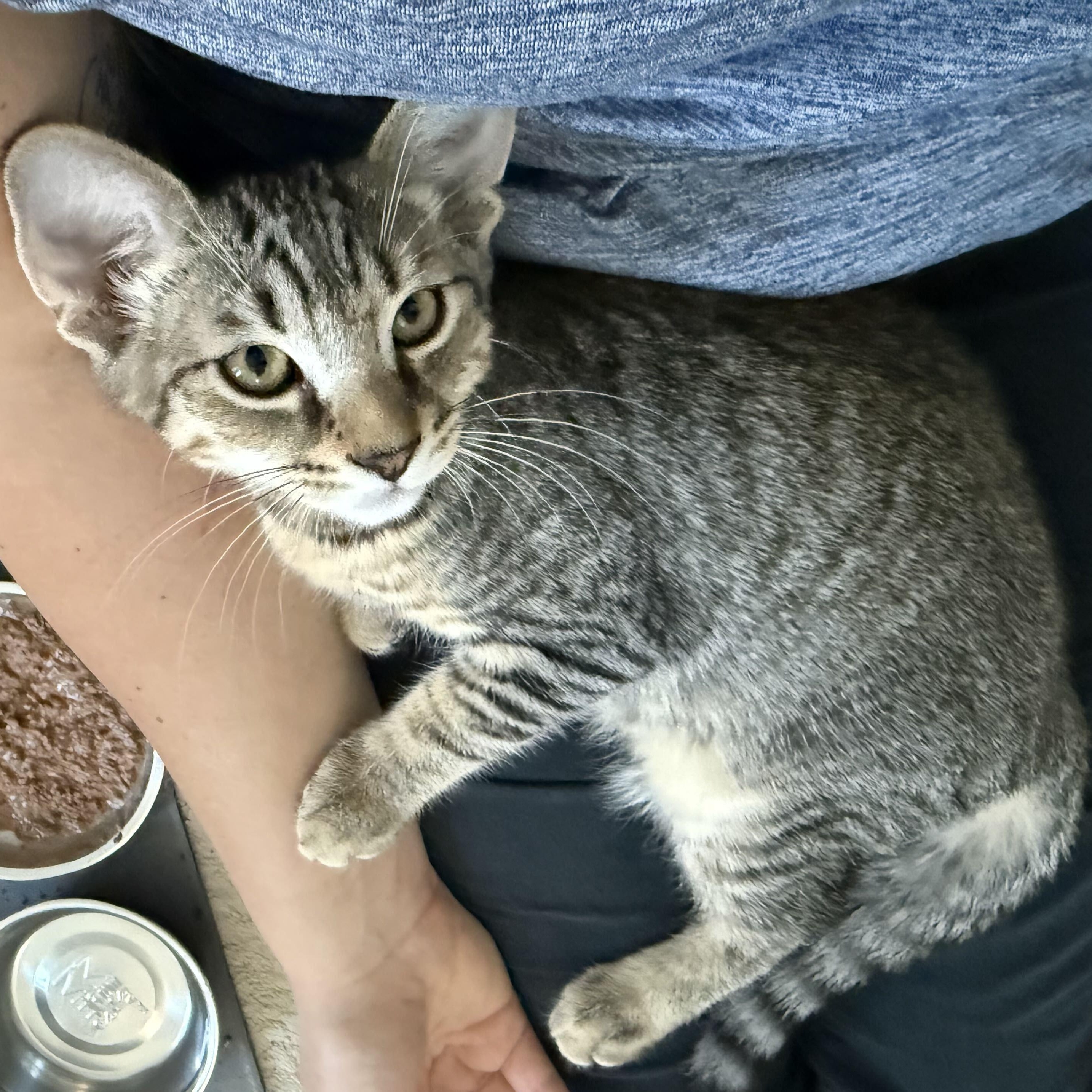 Deni & Taline, a Adoptable Domestic Short Hair in Waltham, MA image 3/6