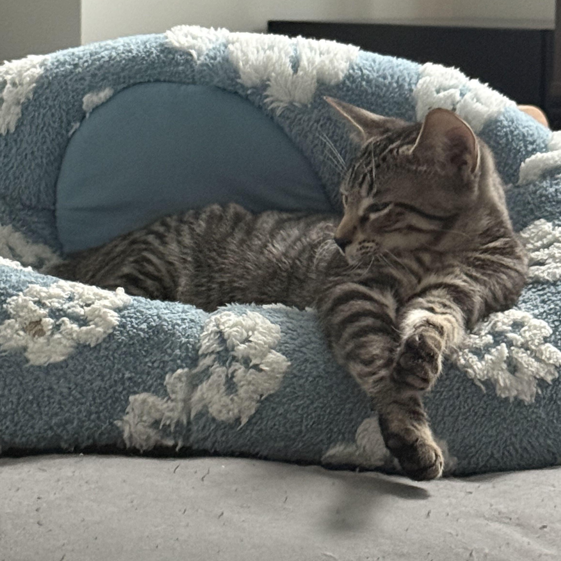 Deni & Taline, a Adoptable Domestic Short Hair in Waltham, MA image 5/6