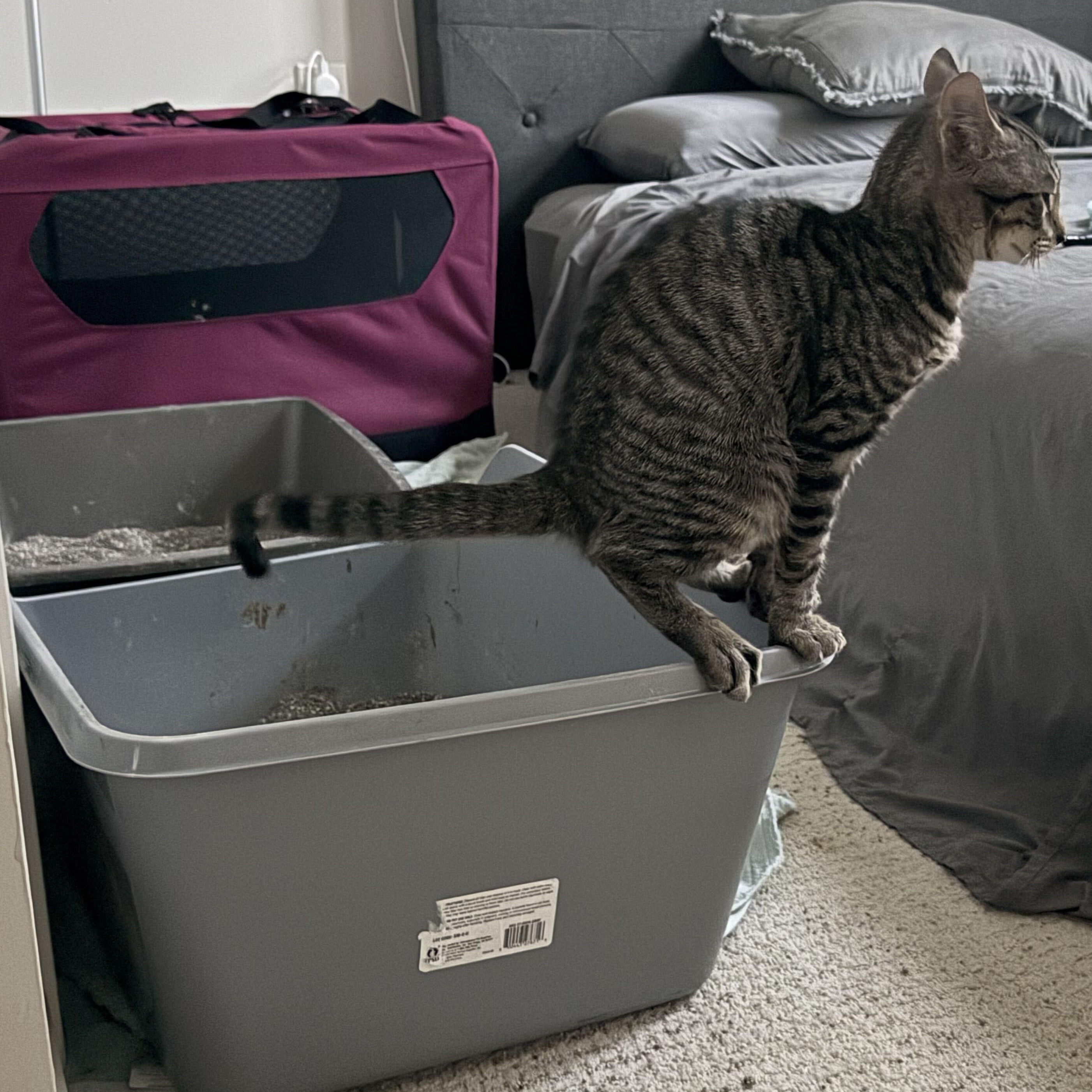 Deni & Taline, a Adoptable Domestic Short Hair in Waltham, MA image 6/6