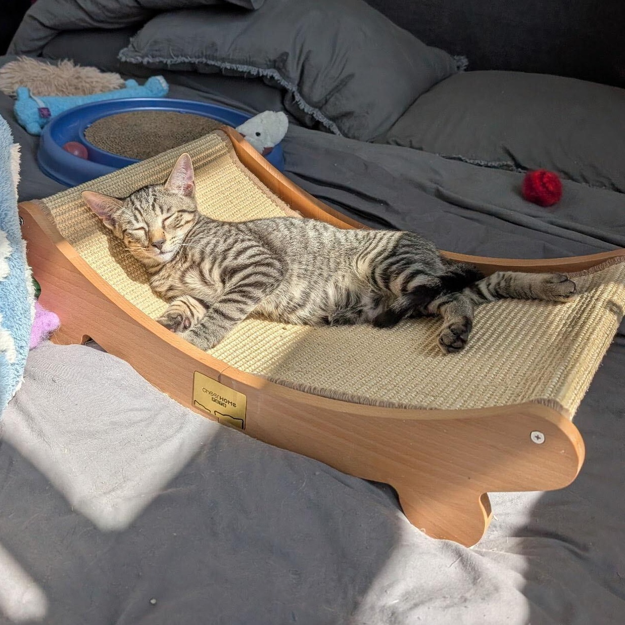 Deni & Taline, a Adoptable Domestic Short Hair in Waltham, MA image 2/6