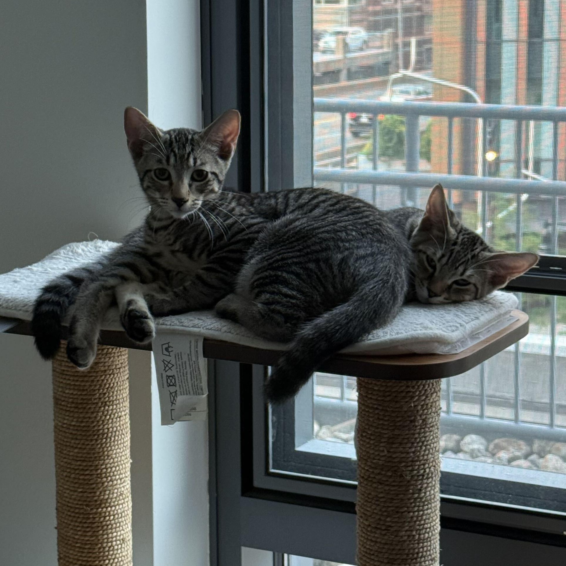 Deni & Taline, Adoptable, Kitten Male Domestic Short Hair.