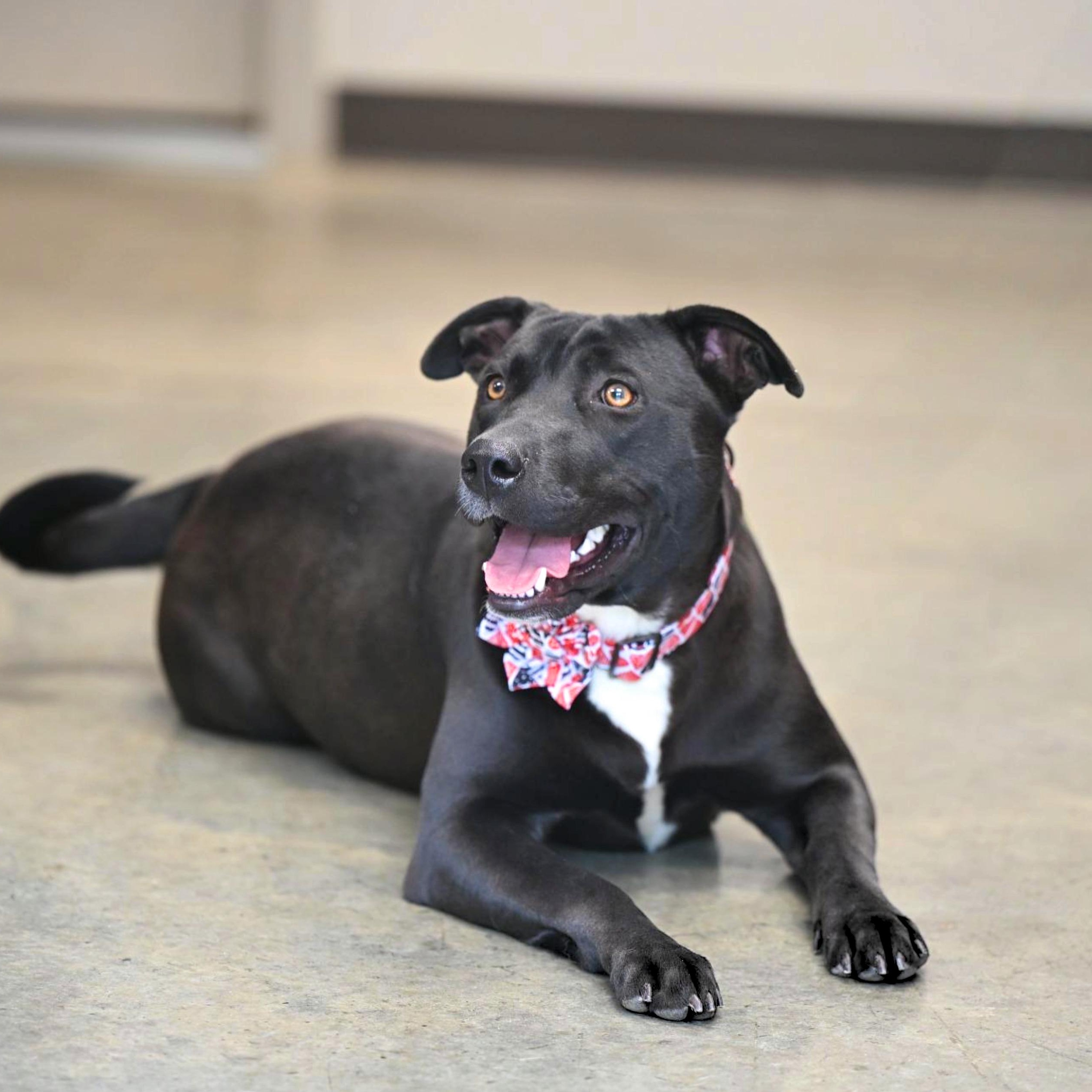 Shadow, adopted, Young Female Labrador Retriever & Plott Hound.