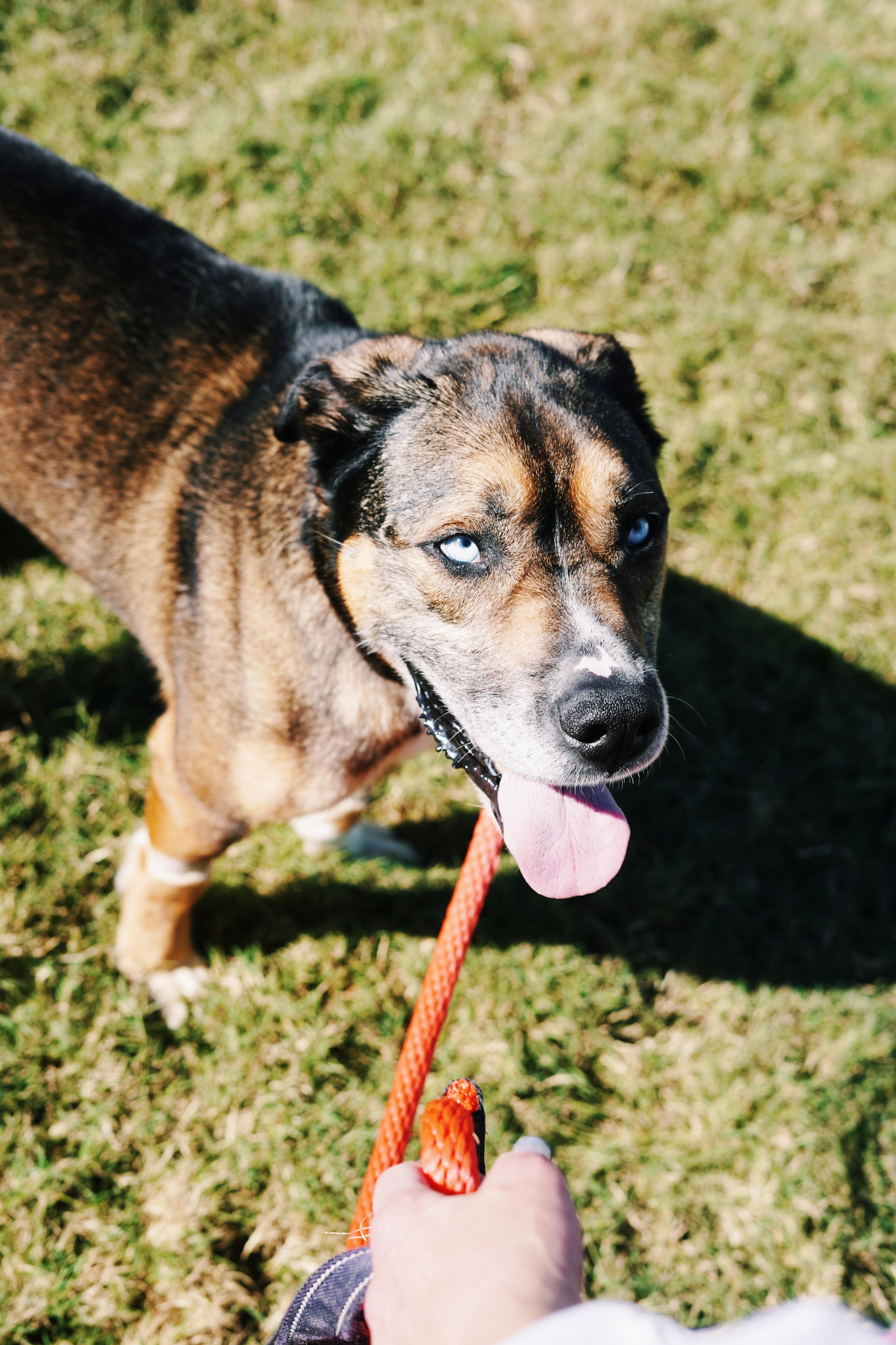Enlarge Malcolm, a Adoptable mixed breed in Bixby, OK image 2/4