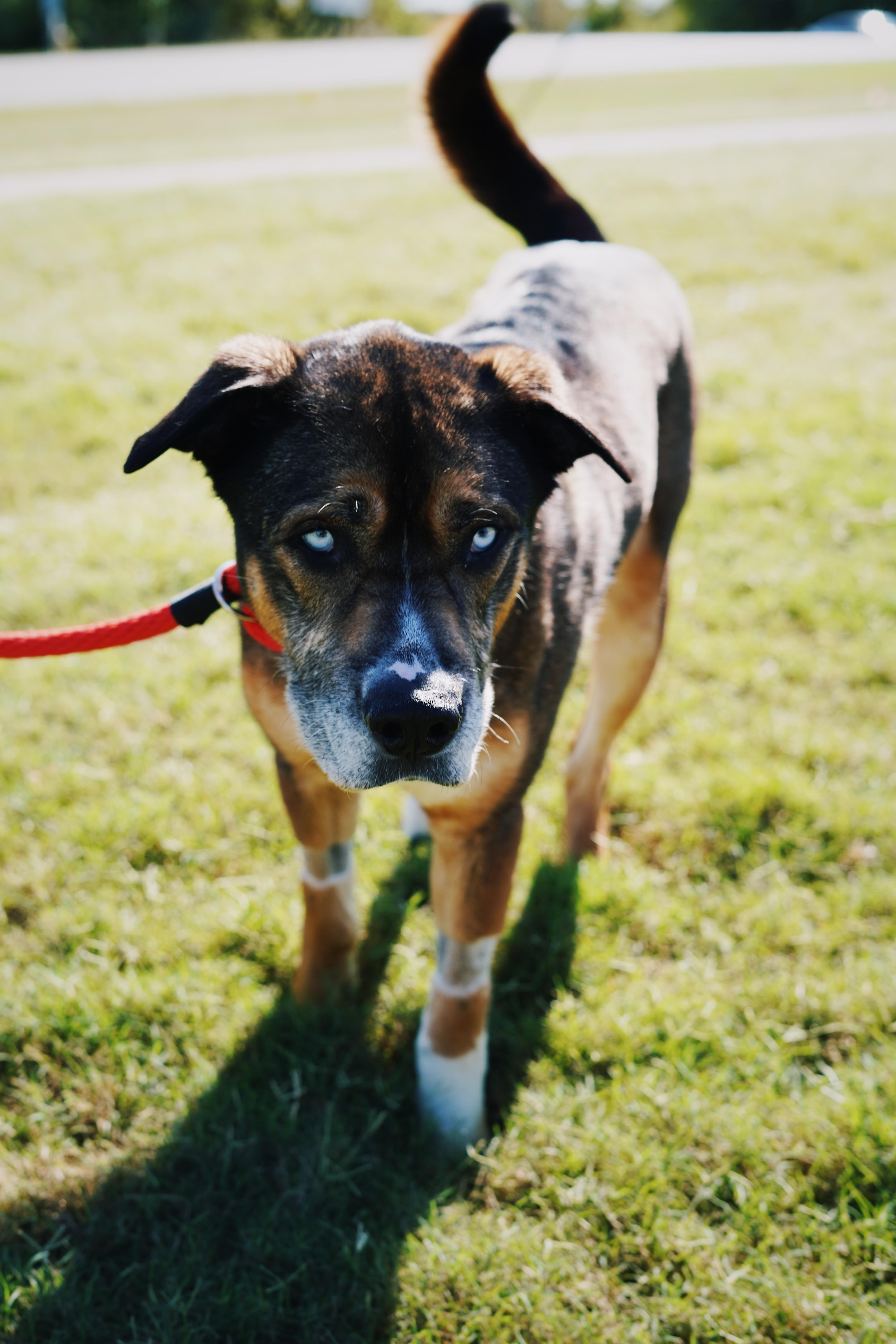 Enlarge Malcolm, a Adoptable mixed breed in Bixby, OK image 4/4
