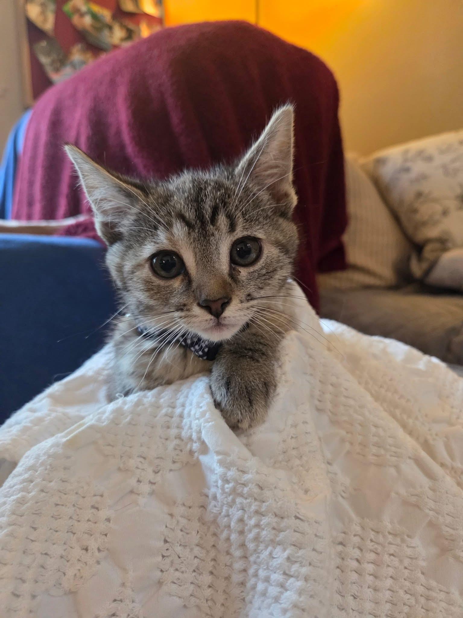 Ginny, a Adoptable Domestic Short Hair in Grove City, OH image 2/2