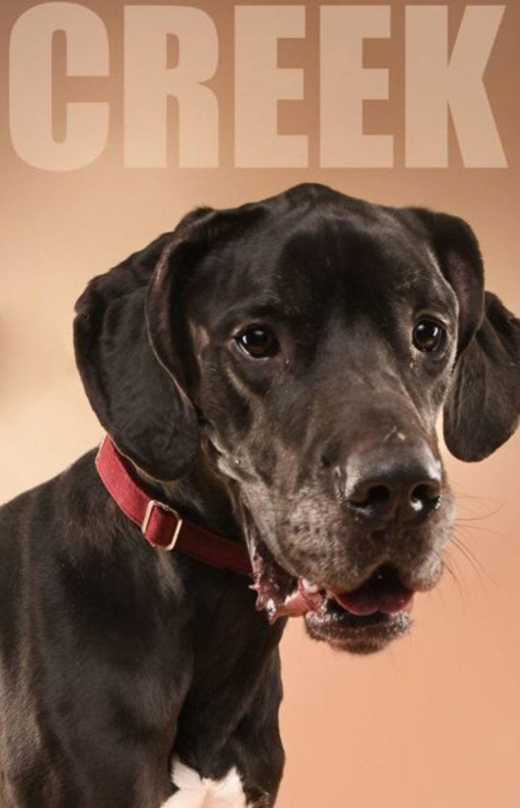 Creek, Adoptable, Adult Male Great Dane.