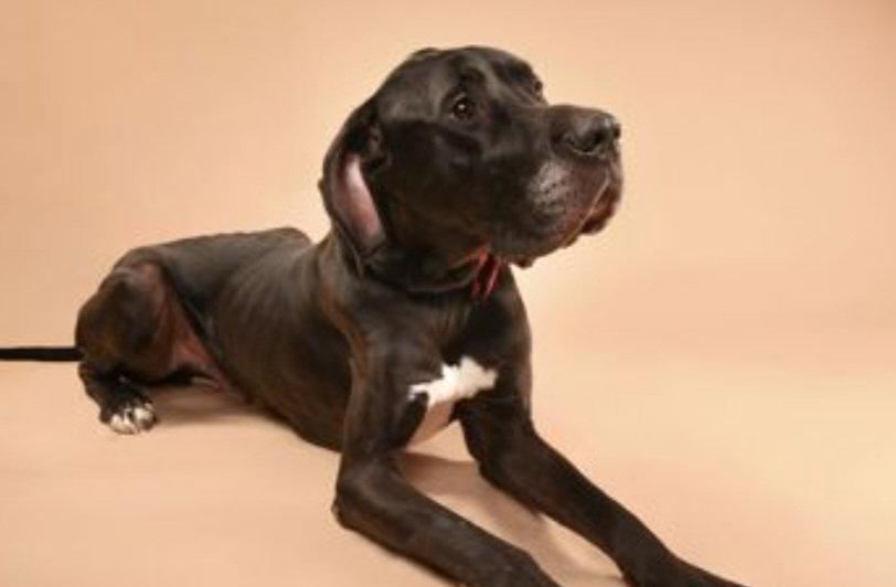 Enlarge Creek, a Adoptable Great Dane in Buffalo, MN image 2/3