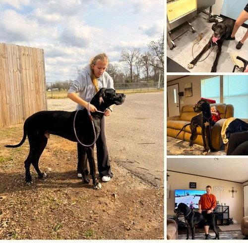 Enlarge Creek, a Adoptable Great Dane in Buffalo, MN image 1/1