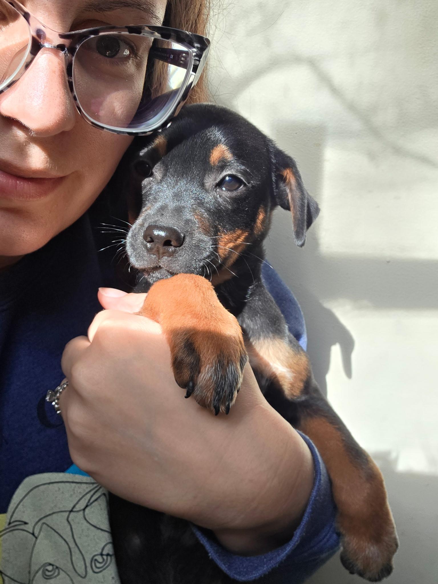 Enlarge Heath , a ADOPTABLE mixed breed in Winter, WI image 1/1