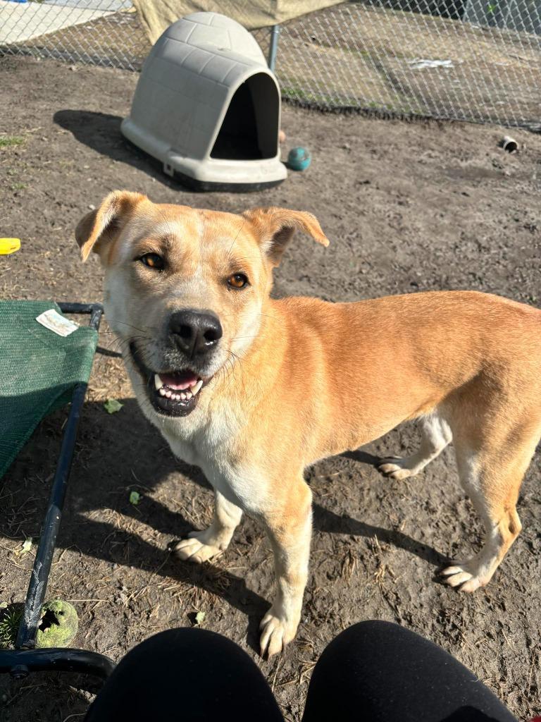 Emmie, Adoptable, Adult Female Husky & Pit Bull Terrier.