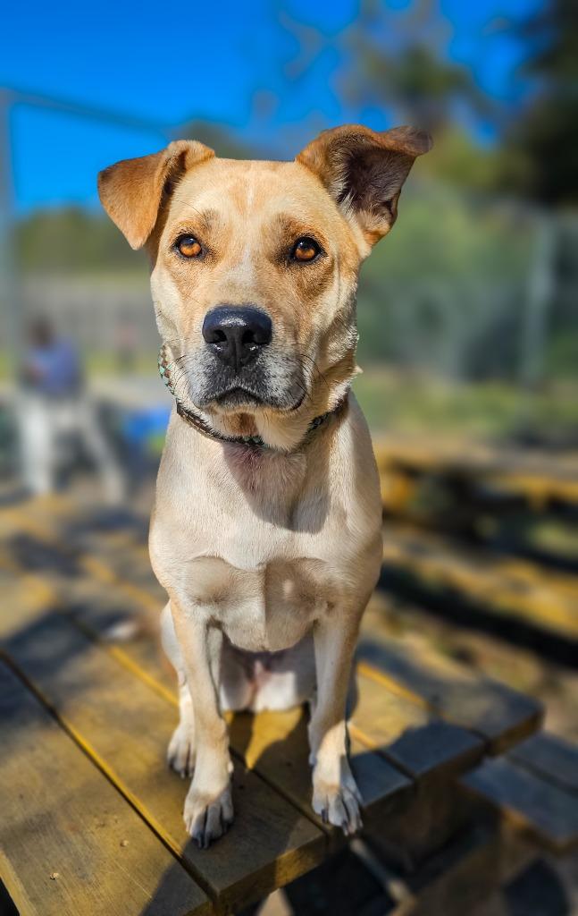 Enlarge Emmie, a Adoptable mixed breed in New Bern, NC image 2/2