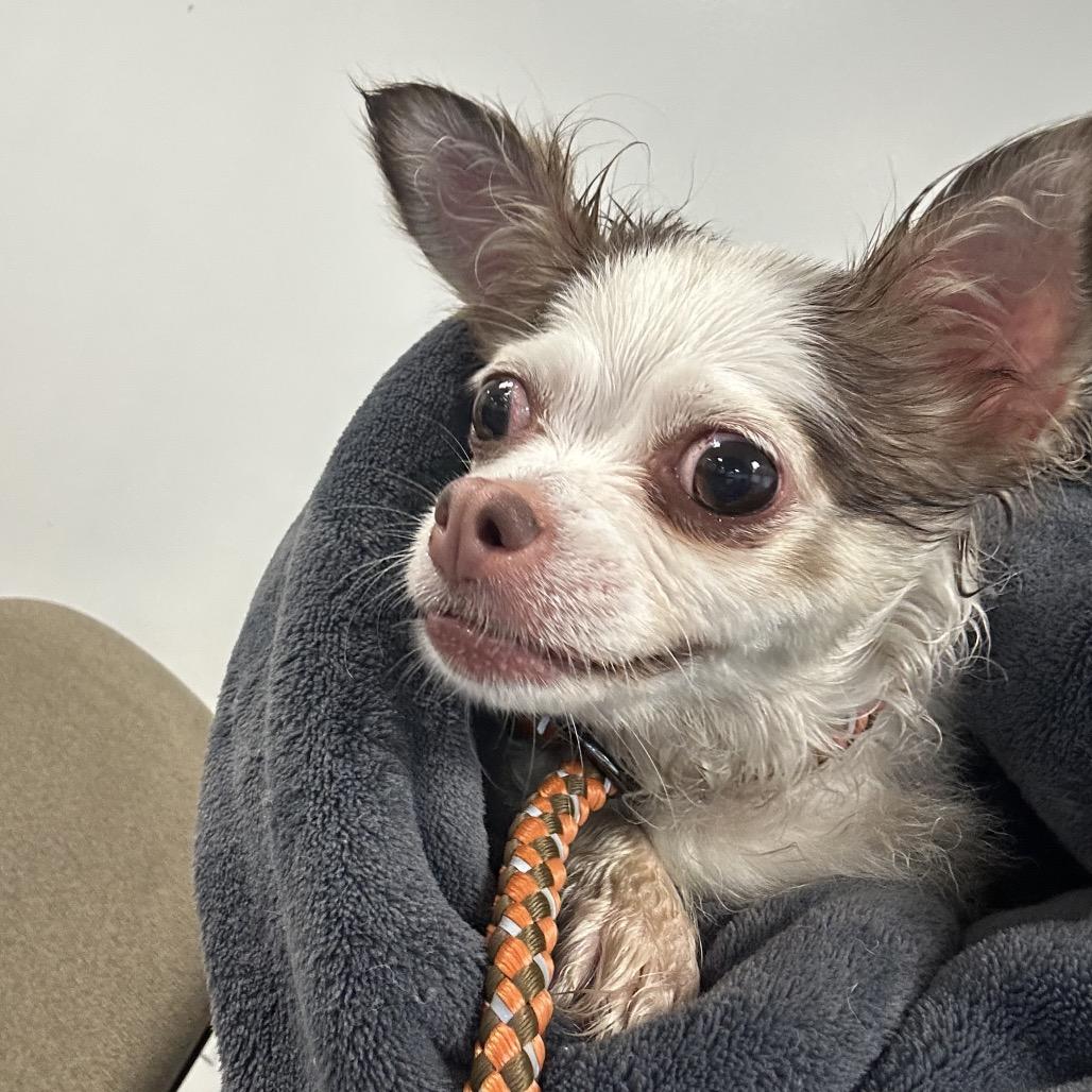 Pretzel, Adoptable, Senior Female Mixed Breed.