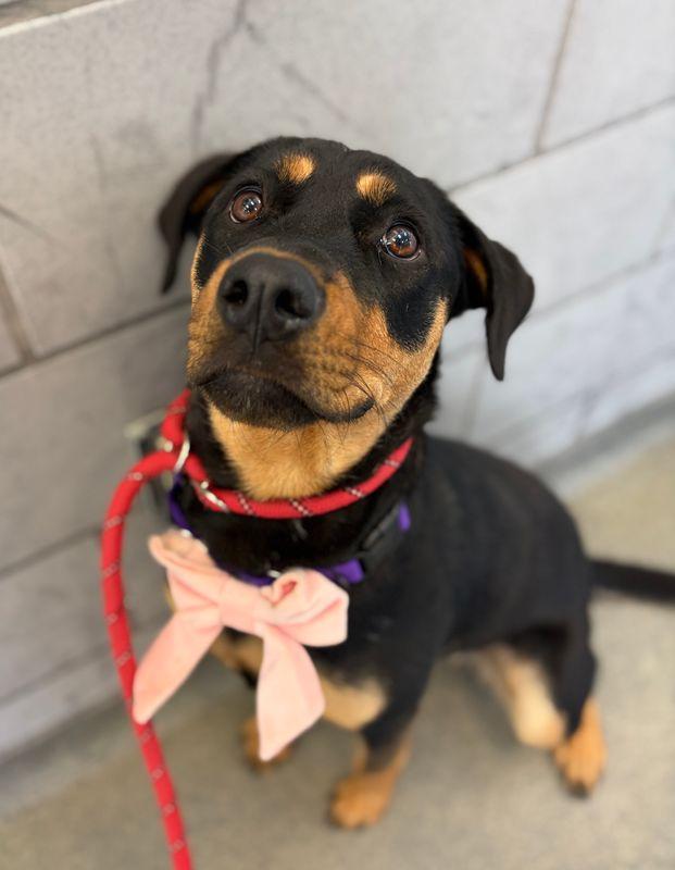 Ash, a Adoptable Rottweiler in Hillsboro, NH image 1/3
