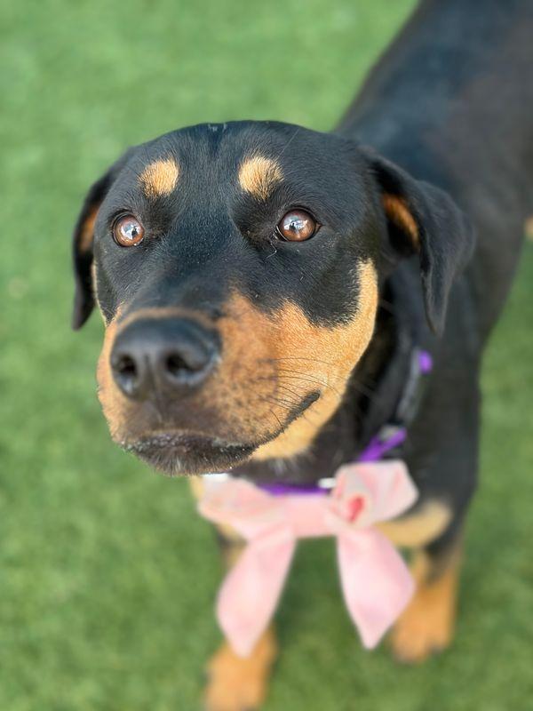 Ash, a Adoptable Rottweiler in Hillsboro, NH image 2/3