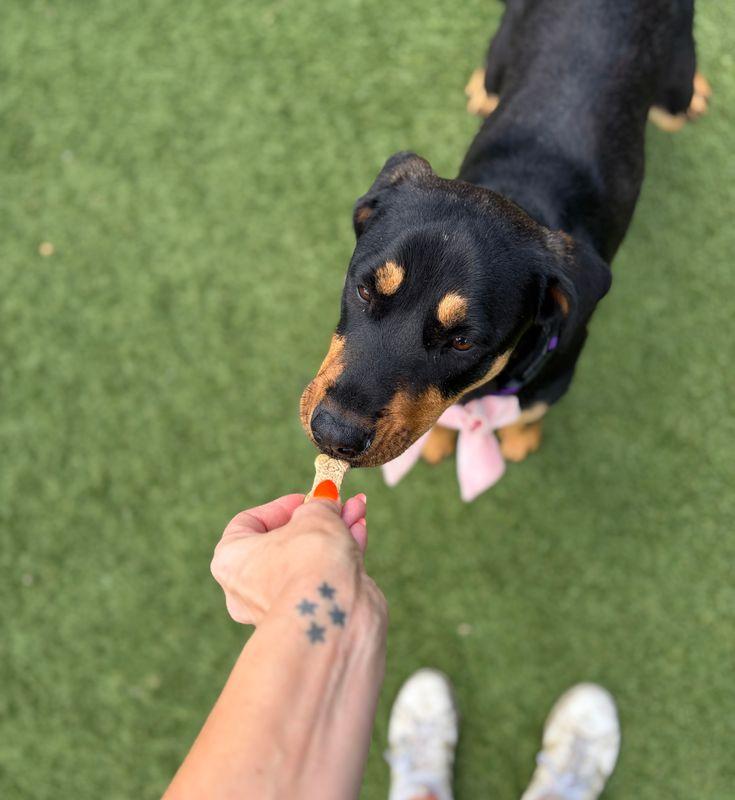 Ash, a Adoptable Rottweiler in Hillsboro, NH image 3/3