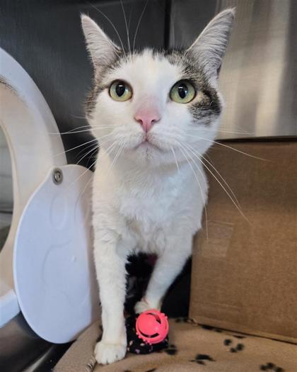 Nina, Adoptable, Senior Female Domestic Short Hair & Domestic Short Hair.