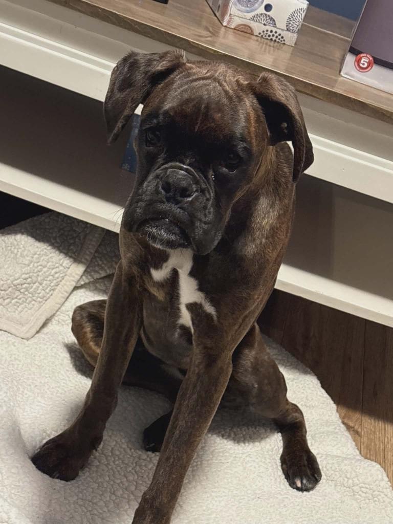 Zee Zee, Adoptable, Young Female Boxer.