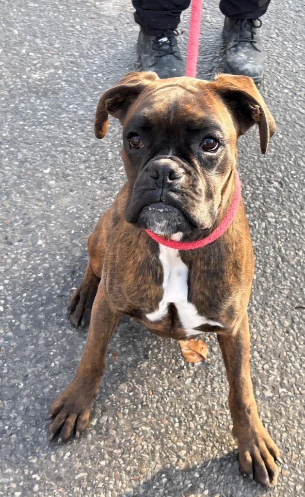 Zee Zee, a Adoptable Boxer in Toronto, ON image 2/2