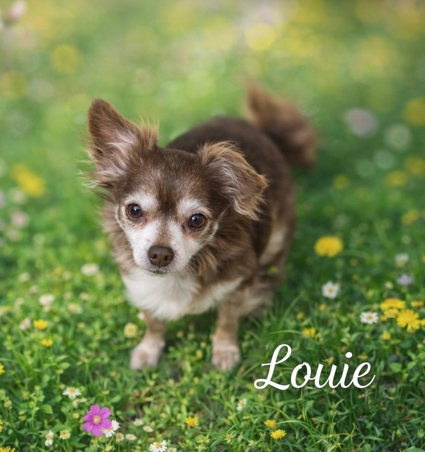 Louie, adopted, Adult Male Chihuahua.