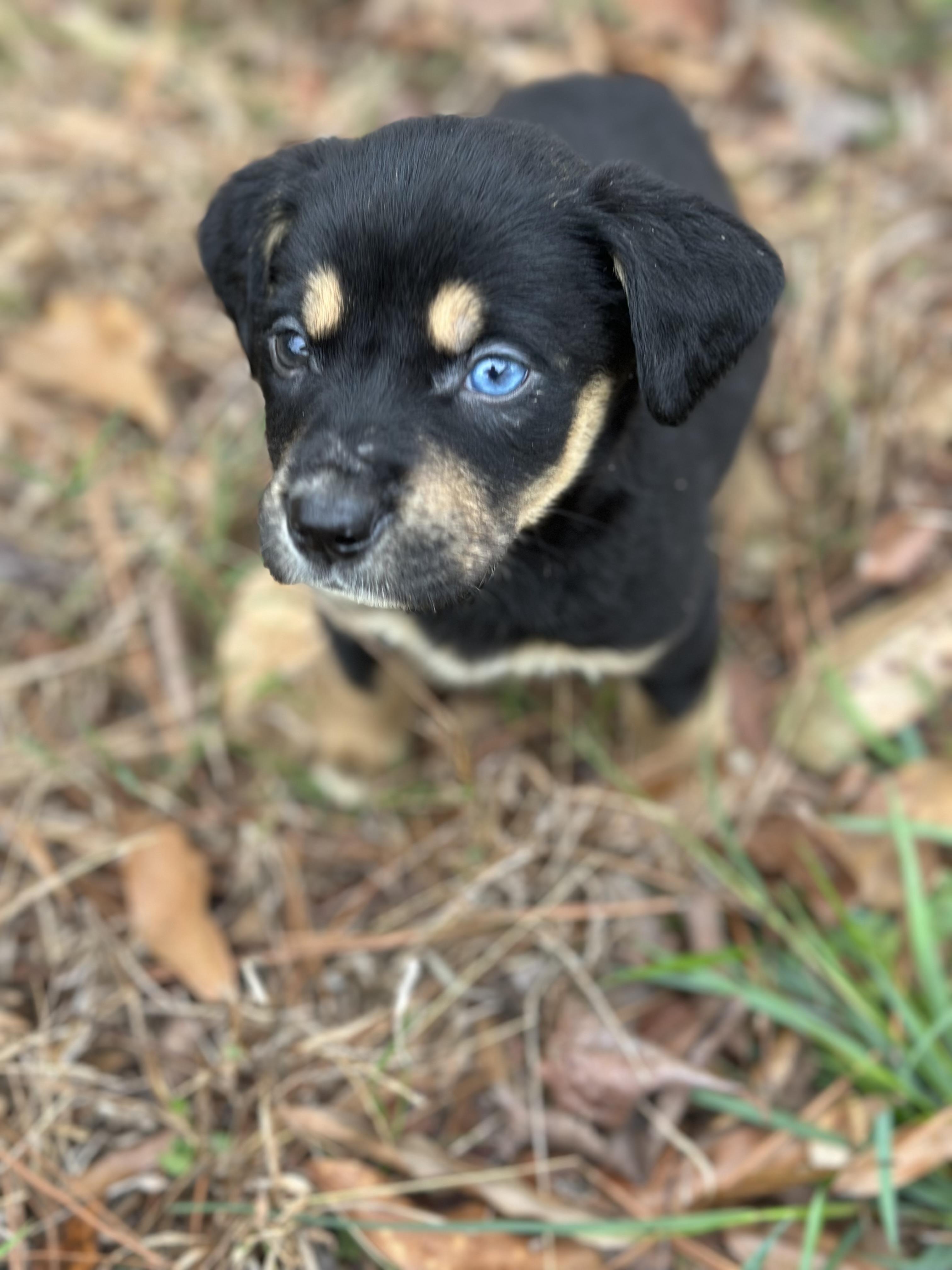 Enlarge Mina, an adopted mixed breed in Vancouver, WA image 5/5