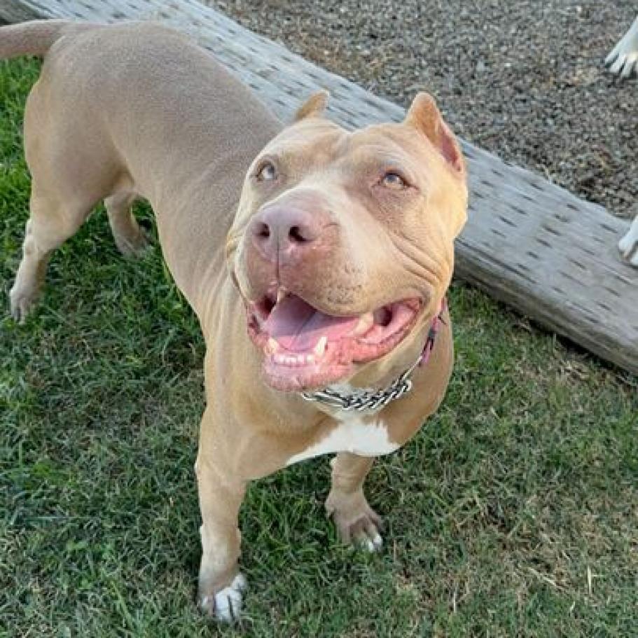 Pantera, Adoptable, Adult Female Pit Bull Terrier & Mixed Breed.