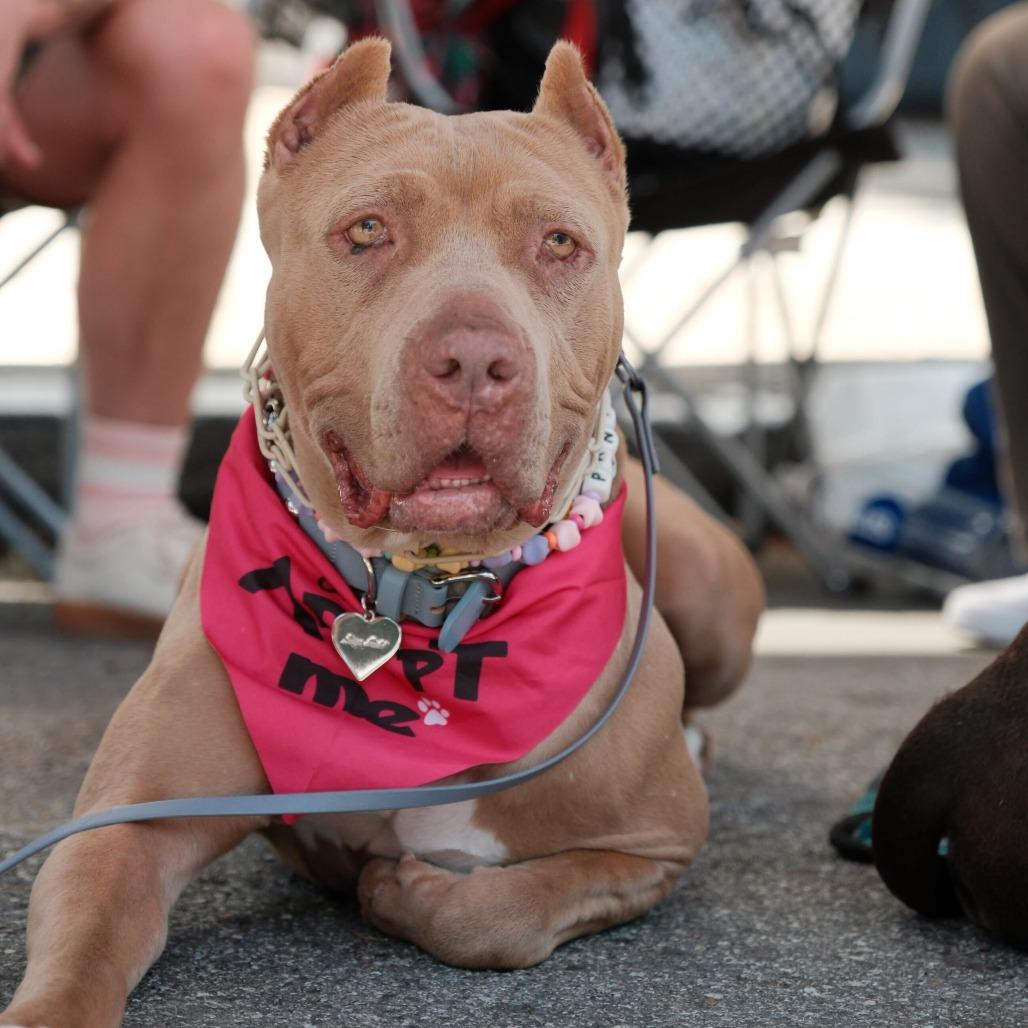 Pantera, a Adoptable mixed breed in Turlock, CA image 2/6