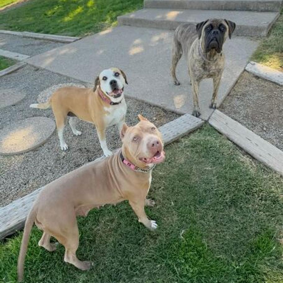 Pantera, a Adoptable mixed breed in Turlock, CA image 3/6