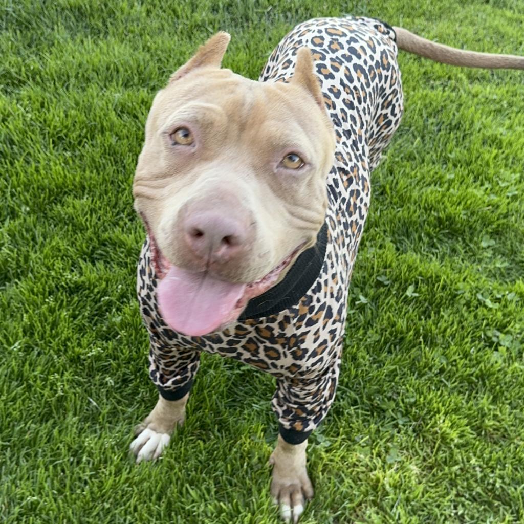 Pantera, a Adoptable mixed breed in Turlock, CA image 5/6