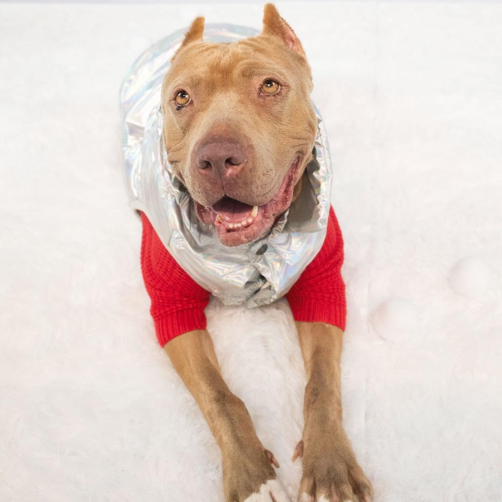 Pantera, a Adoptable mixed breed in Turlock, CA image 5/6