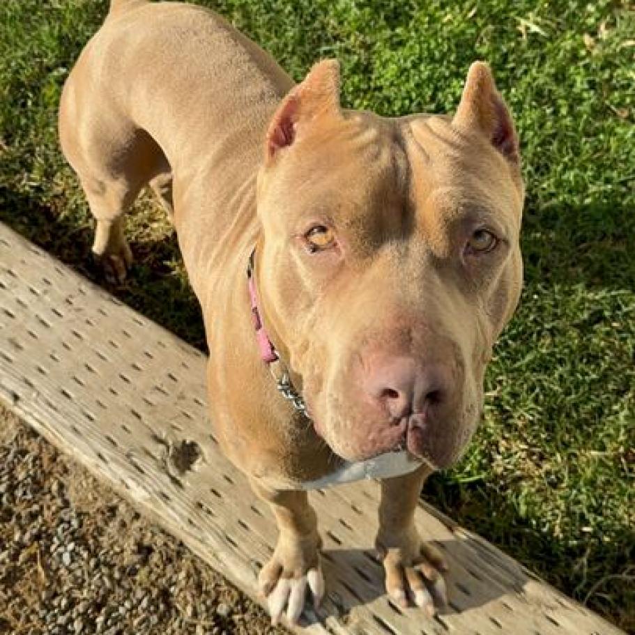 Pantera, a Adoptable mixed breed in Turlock, CA image 6/6