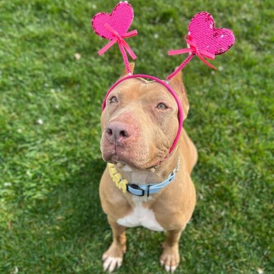 Enlarge Pantera, a Adoptable mixed breed in Turlock, CA image 6/6