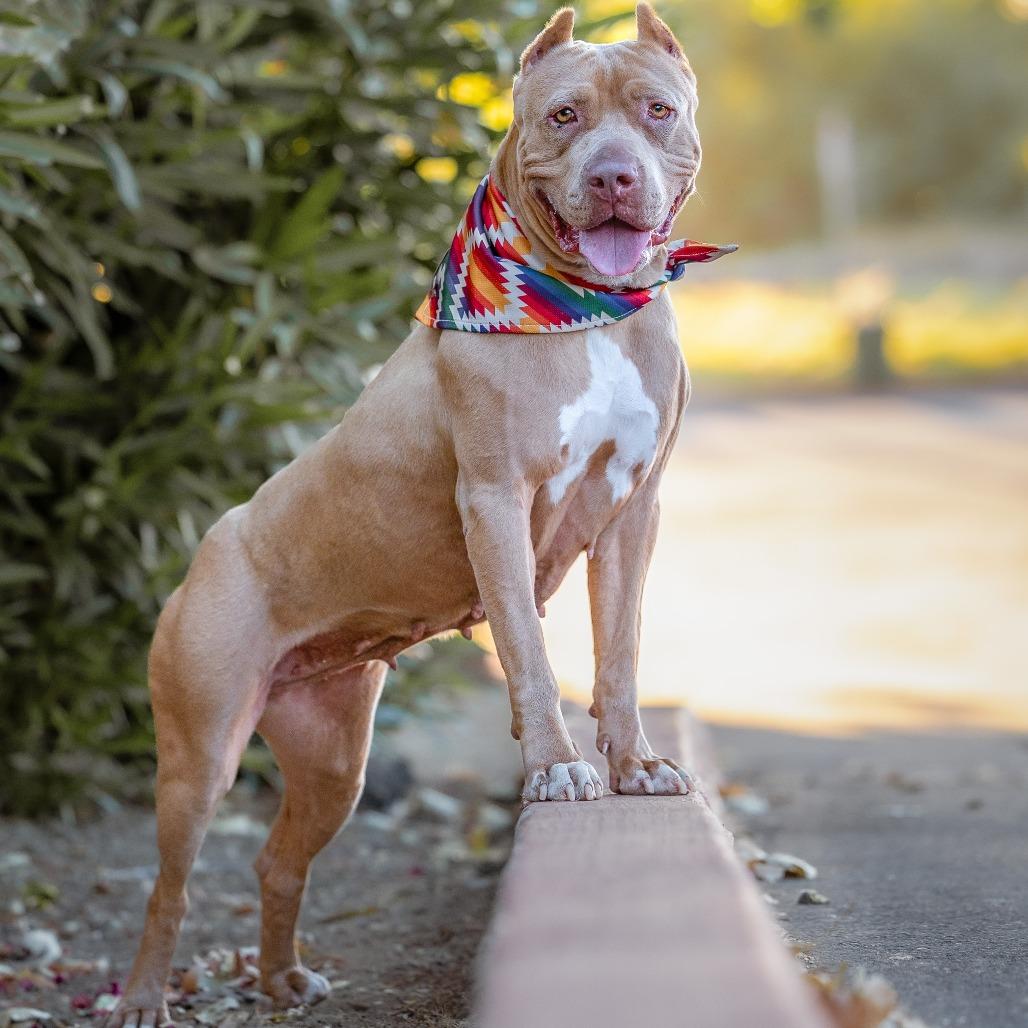 Enlarge Pantera, a Adoptable mixed breed in Turlock, CA image 6/6