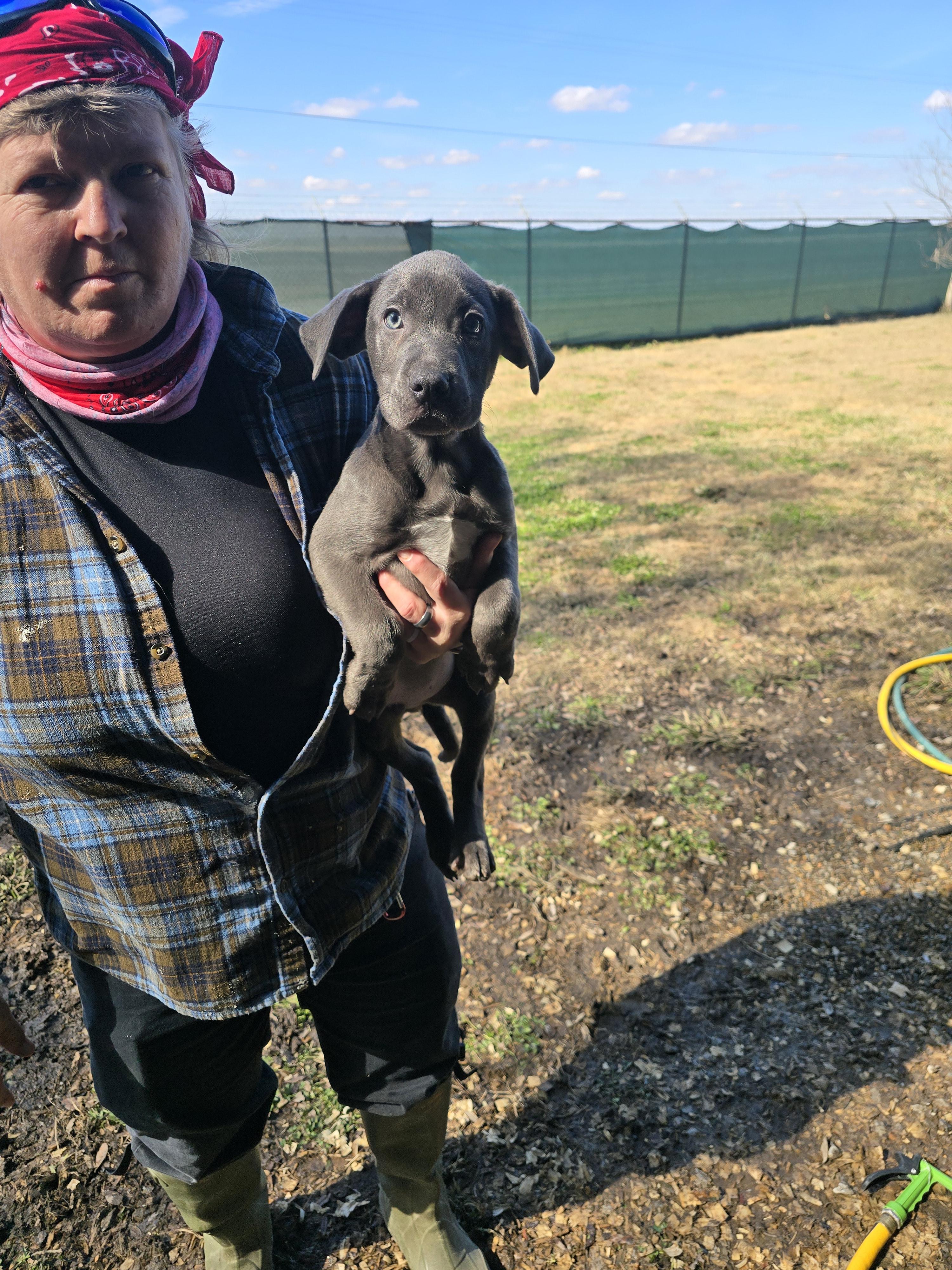 Enlarge Lennox, a ADOPTABLE mixed breed in Hampton, VA image 4/4