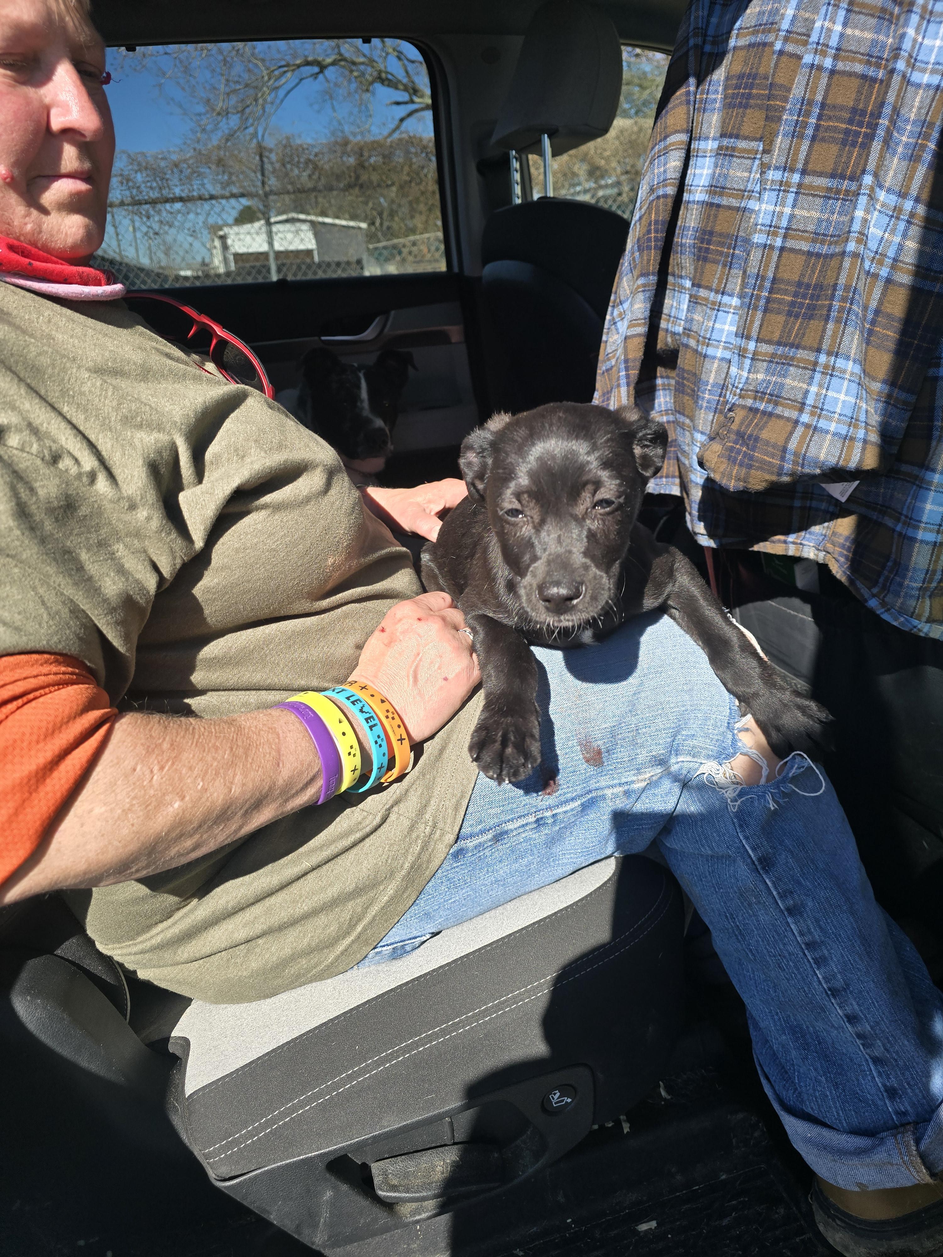 Enlarge Lennox, a ADOPTABLE mixed breed in Hampton, VA image 3/4