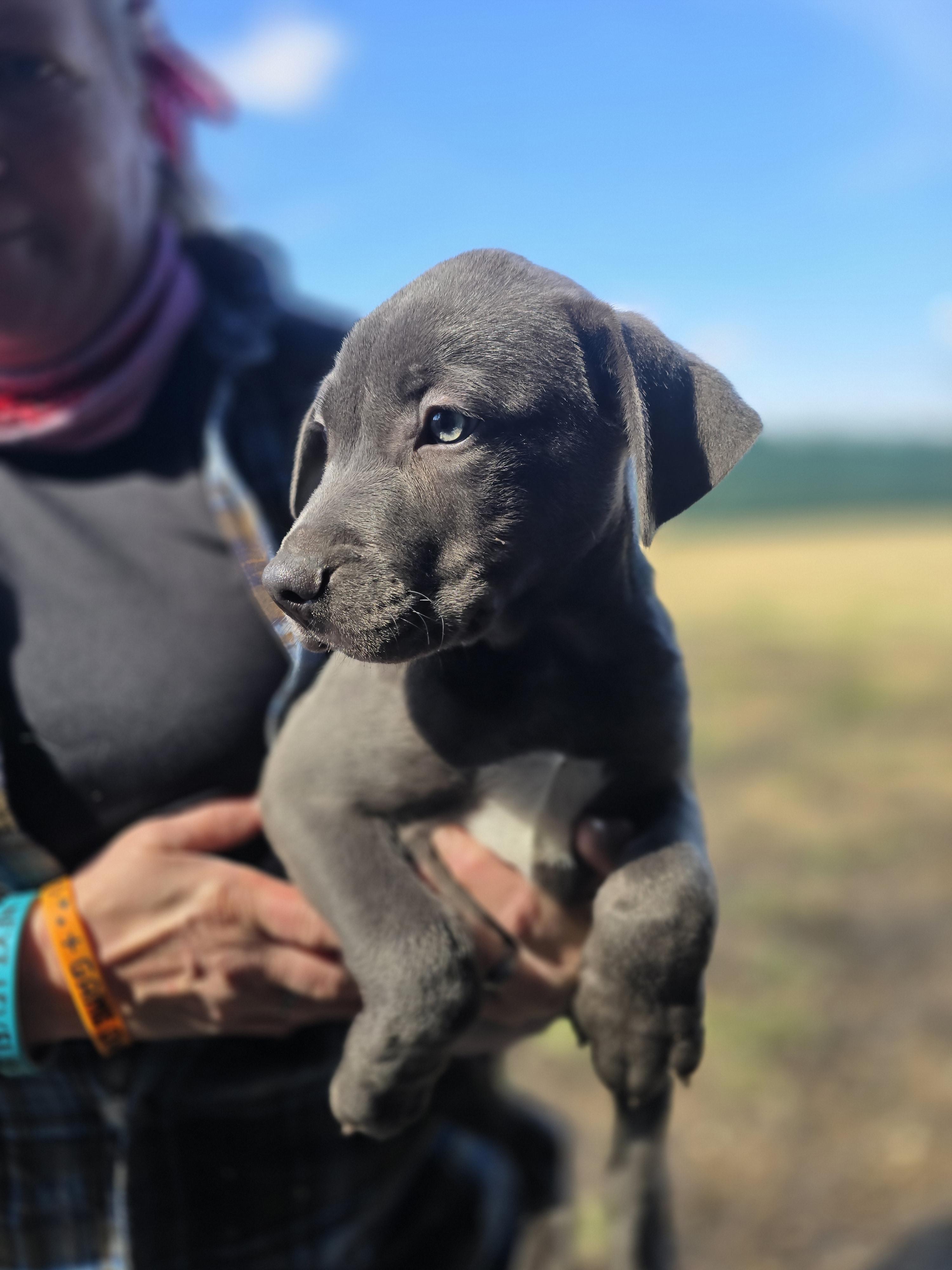 Enlarge Lennox, a ADOPTABLE mixed breed in Hampton, VA image 2/4