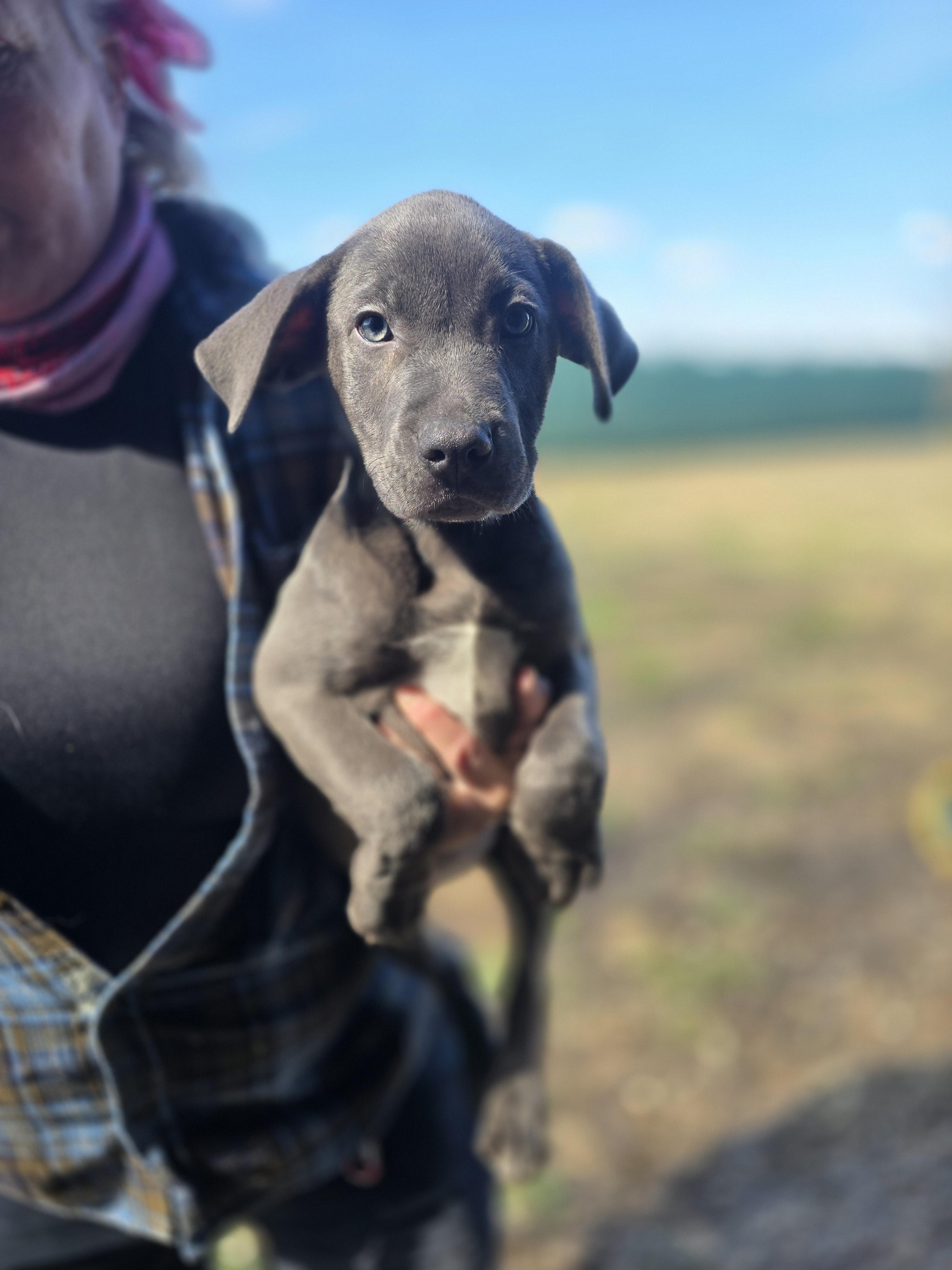 Enlarge Lennox, a ADOPTABLE mixed breed in Hampton, VA image 1/4