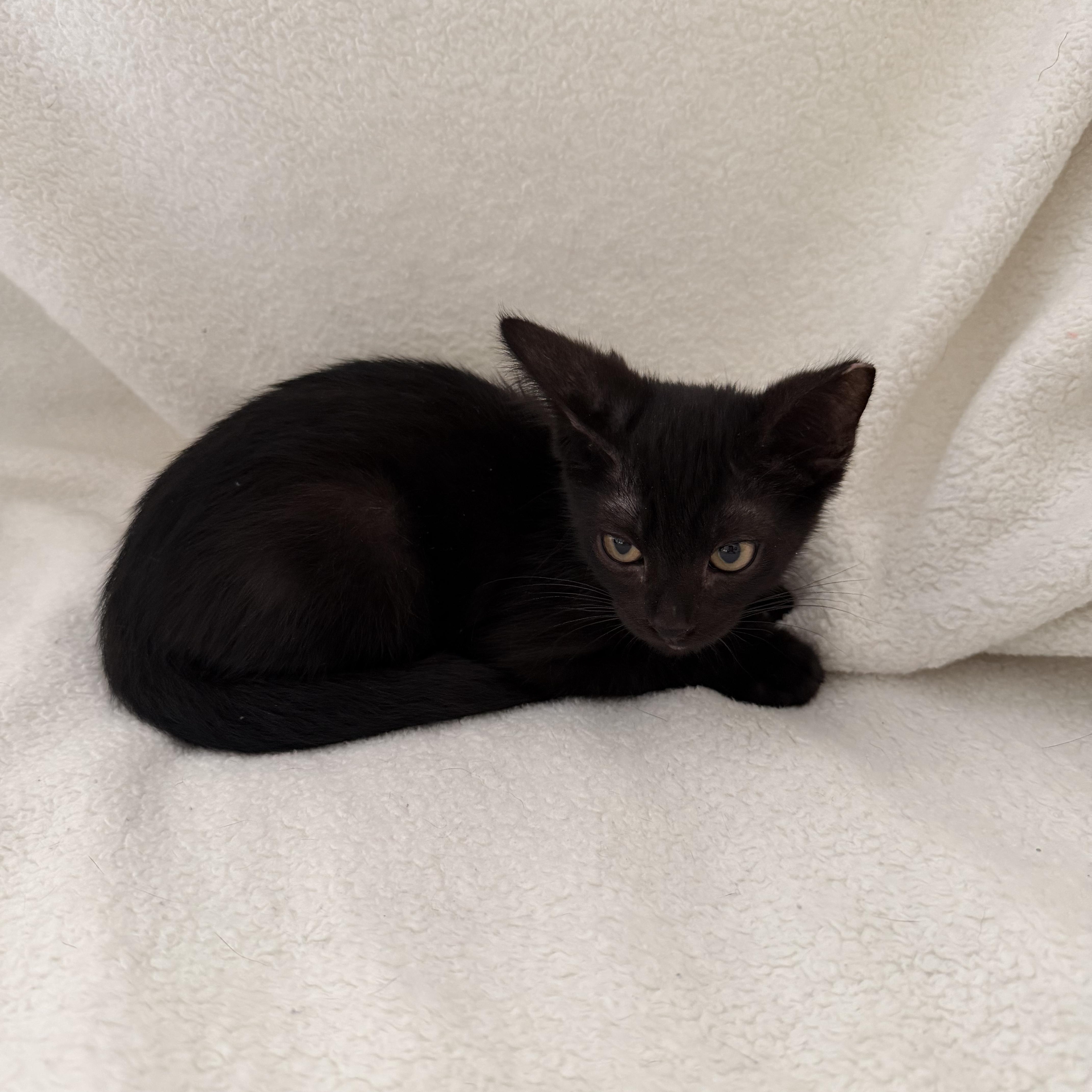 Clove, Adoptable, Kitten Female Bombay & Domestic Short Hair.