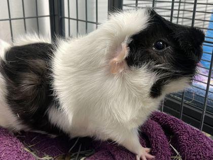 Enlarge Demetrius, a Adoptable Guinea Pig in Boulder, CO image 1/1