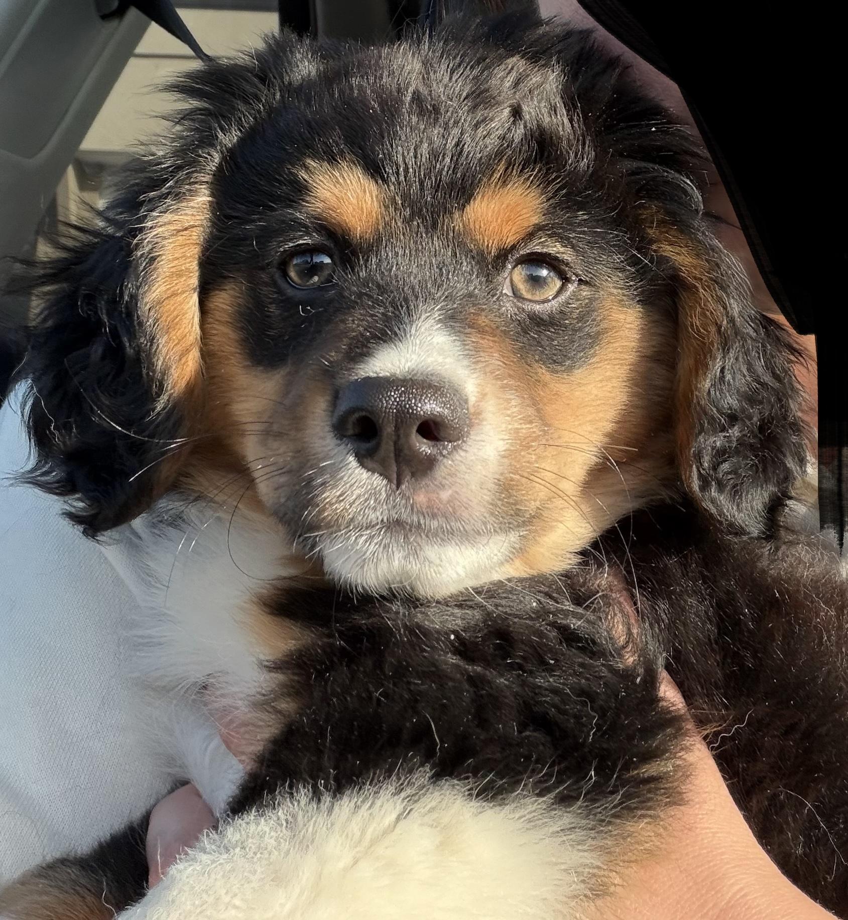 Remy, adopted, Puppy Male Australian Shepherd & Spaniel.