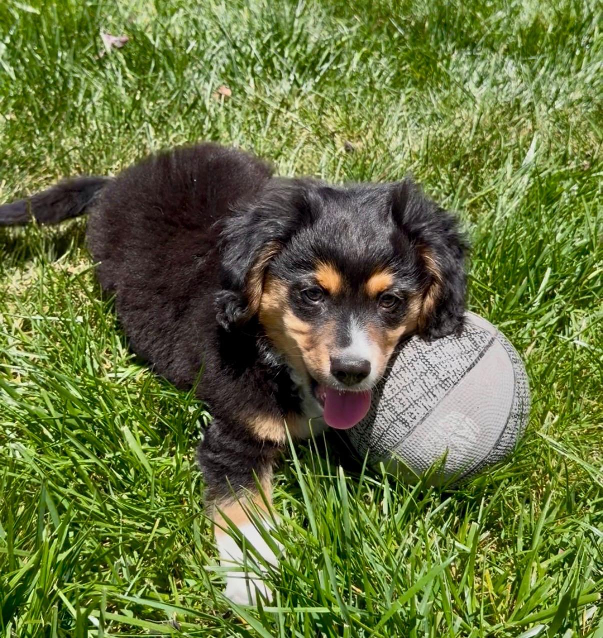 Enlarge Remy, an adopted mixed breed in Redwood City, CA image 3/6