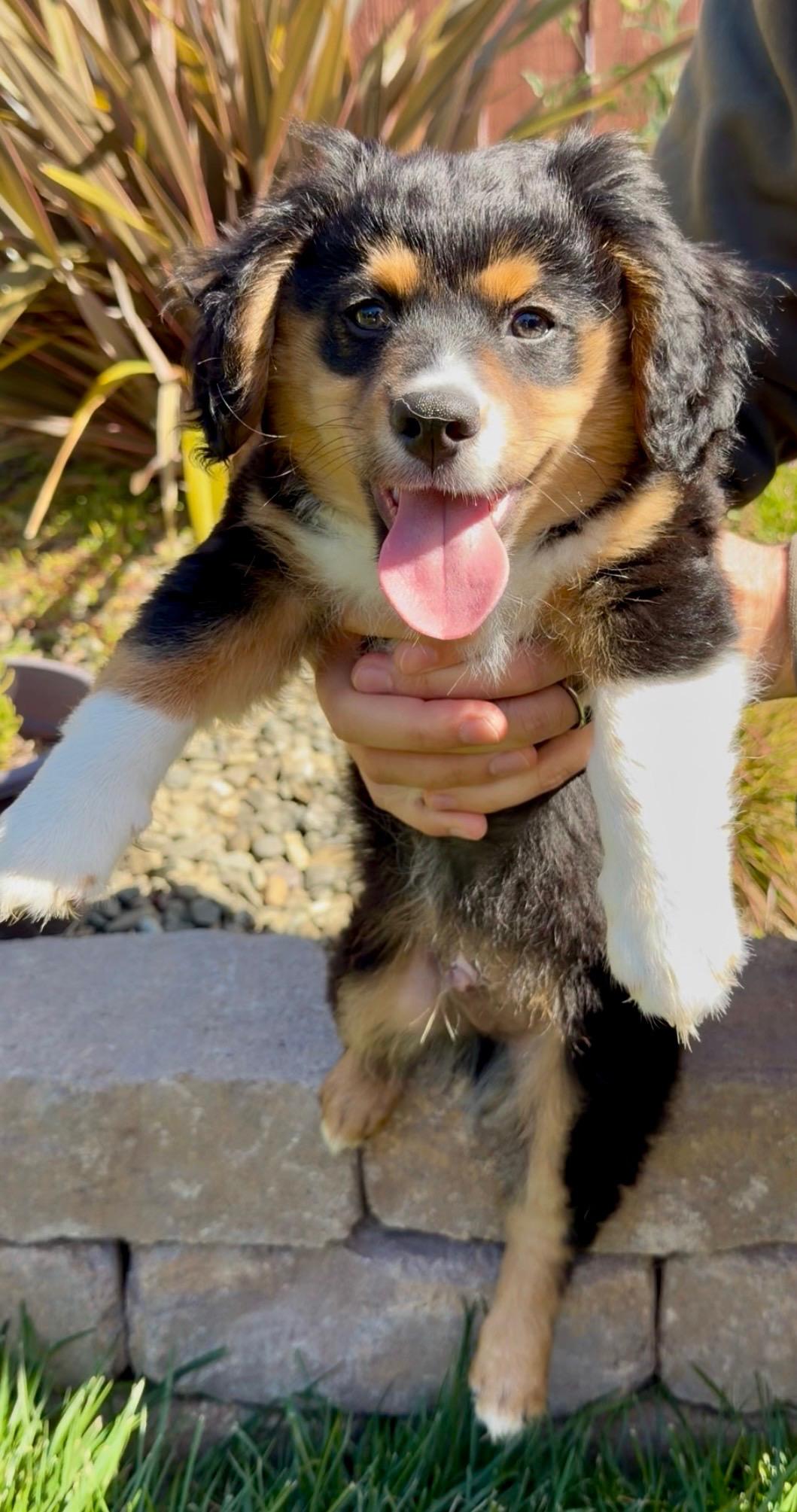 Enlarge Remy, an adopted mixed breed in Redwood City, CA image 2/6