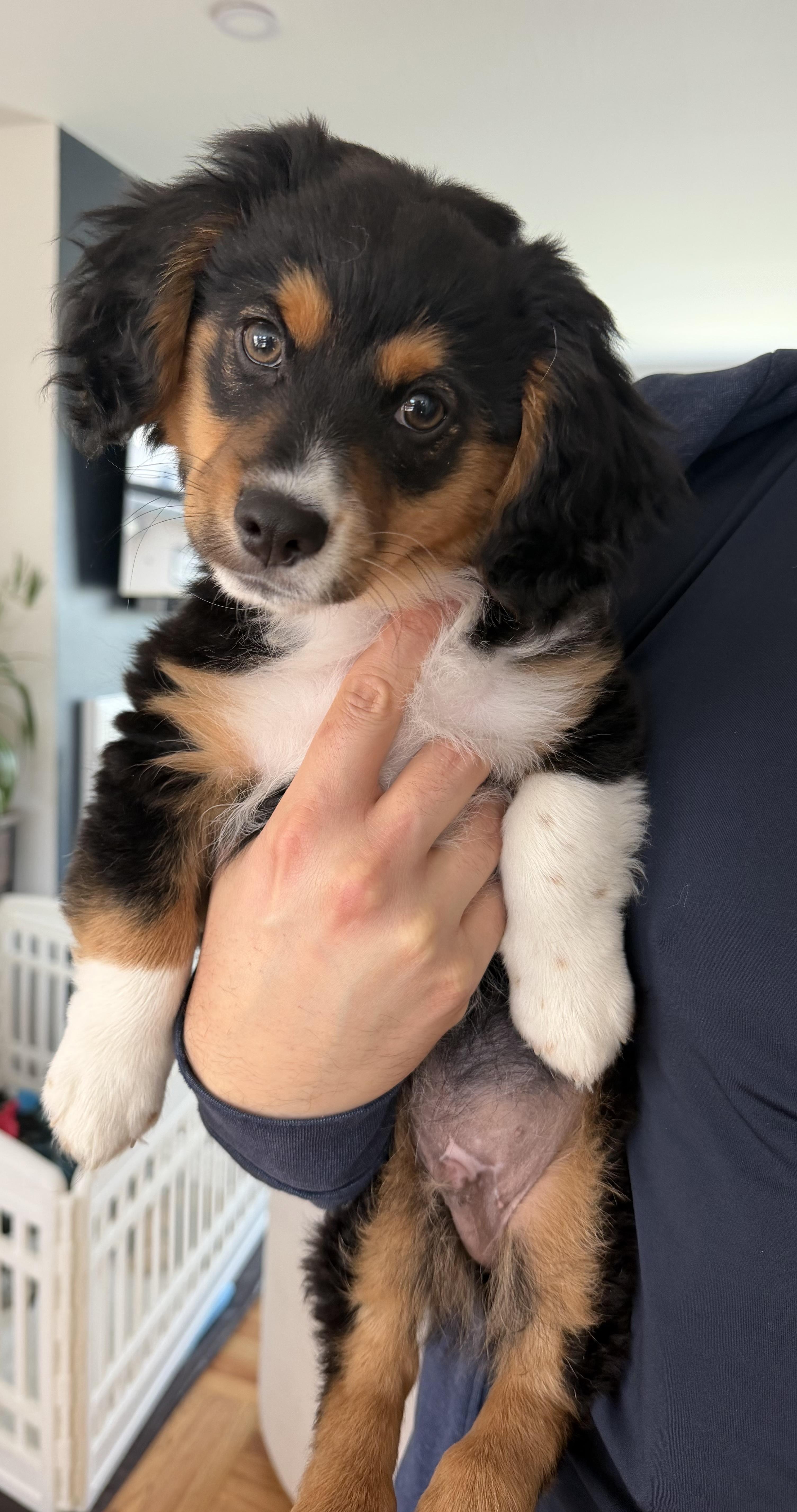 Enlarge Remy, an adopted mixed breed in Redwood City, CA image 4/6