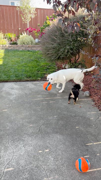 Enlarge Remy, an adopted mixed breed in Redwood City, CA video 6/6